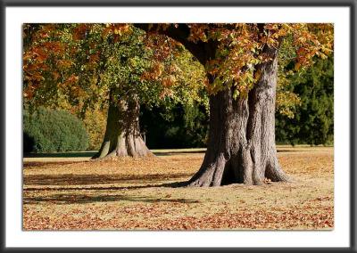 Autumn Colour