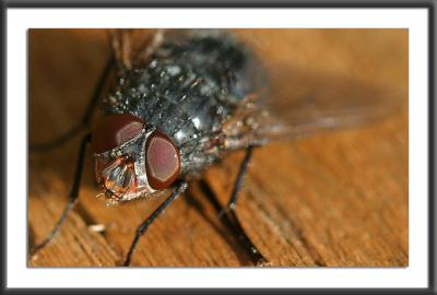 The Fly 0443