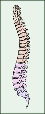 u34/alycone/medium/31132541.spinecolorback.jpg