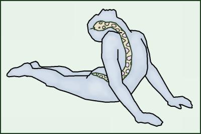 Yoga (for the back)