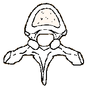 u34/alycone/upload/31132727.vertebra.gif