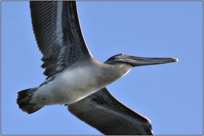 Brown Pelican