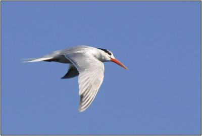 Elegant Tern