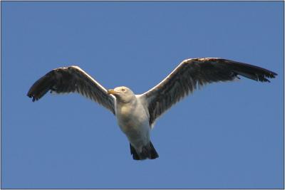 Western Gull