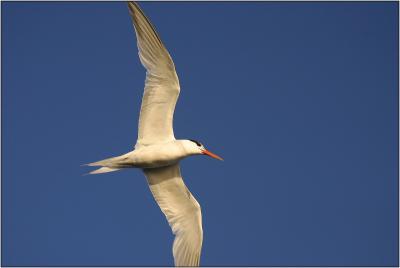 Elegant Tern