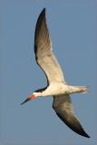 Black Skimmer