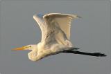 Great Egret 2