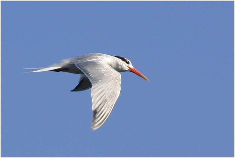 Elegant Tern