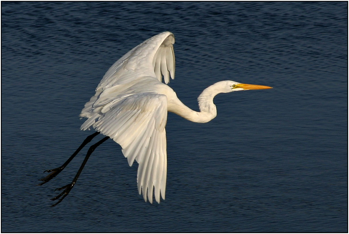 Great Egret 1