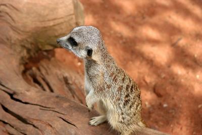 Meerkat 1