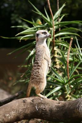 Meerkat 2
