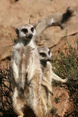 Meerkat 3