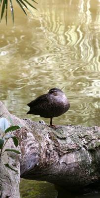 Duck