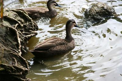 Ducks