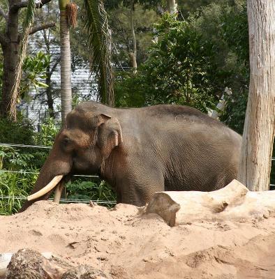 Asiatic Elephant 1