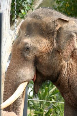 Asiatic Elephant 2