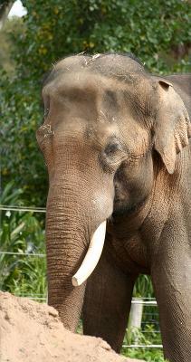 Asiatic Elephant 3