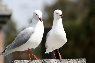 Seagull 1