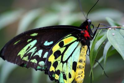 Butterlfy 3