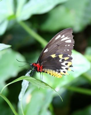 Butterfly 4
