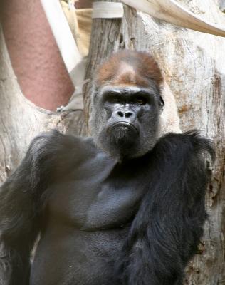 Grumpy old gorilla