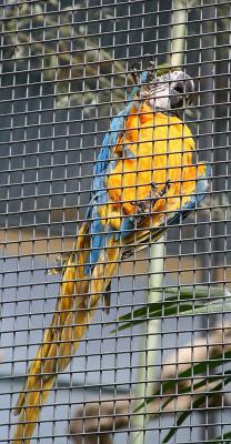 Macaw 1