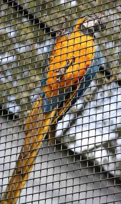 Macaw 2