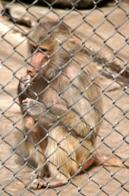 Baboon 1