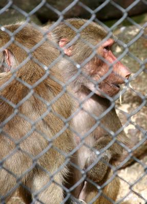 Baboon 2
