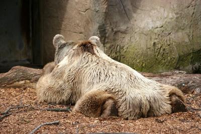Sleeping Brown Bear 2