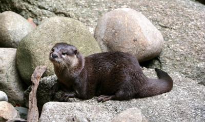 Otter