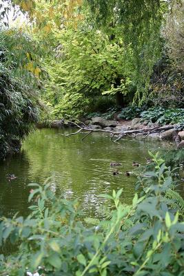 Japanese garden 2