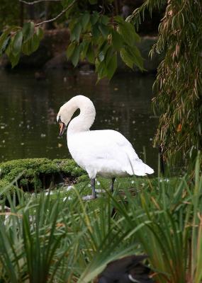 White swan