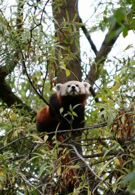 Red Panda