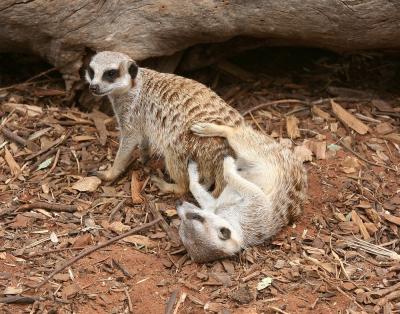 Royal Melbourne Zoo March 2005