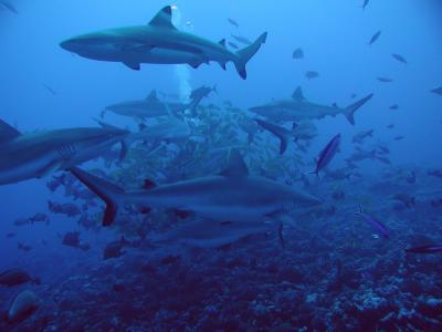 Moorea Open Water Shark Dive