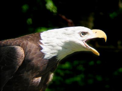 e Fixed Eagle Crows S30 PS  IMG_7060.jpg