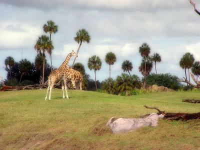 Busch Gardens