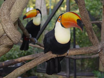 Tucan