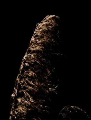 Dark Grass.jpg