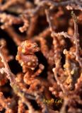 Orange Pygmy Seahorse