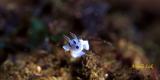 Chromodoris willan