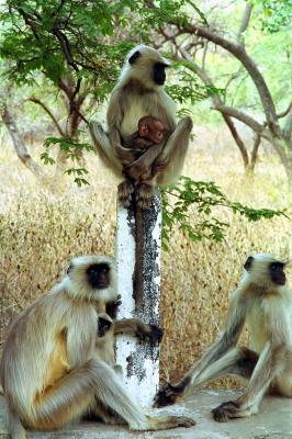 Monkeys