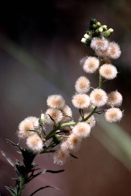 u34/antoinevu/medium/22527867.IMG_4634a1600.jpg