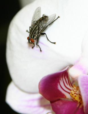 u34/antoinevu/medium/22722672.TheFly.jpg