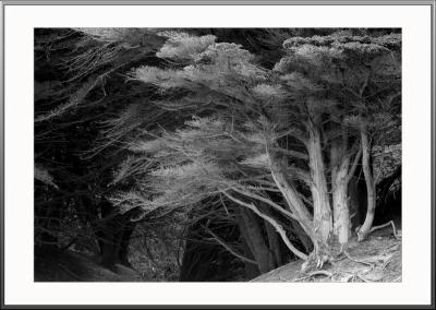 u34/antoinevu/medium/33137388.IMG_2232bw800.jpg