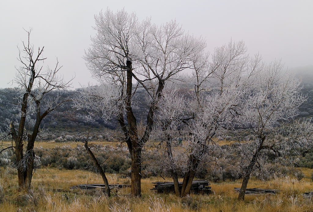 Frosty Trees