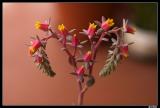 flower.jpg