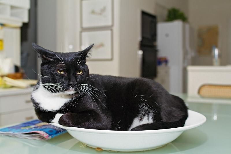 Benjy brooding in bowl 01