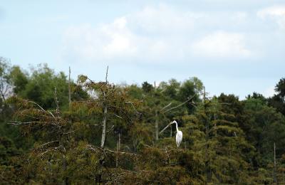 white egret in swamp 04